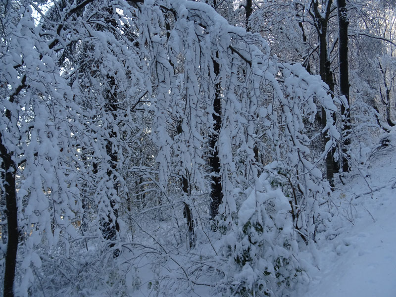 prime escursioni sulla neve....autunno  2019